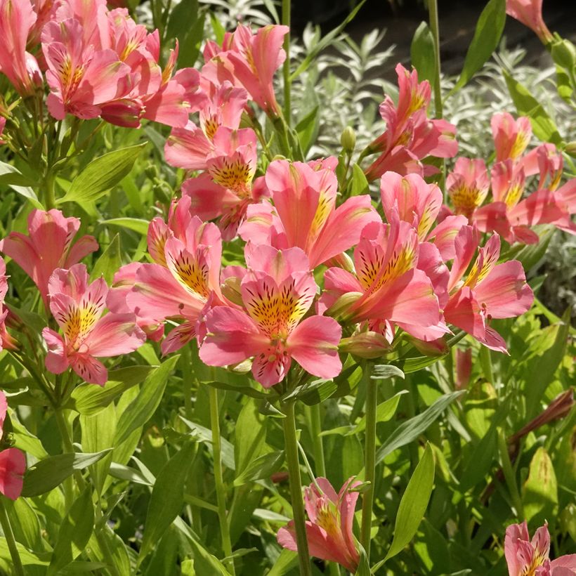 Alstroeméria Duc d'Anjou Pierre (Hábito)