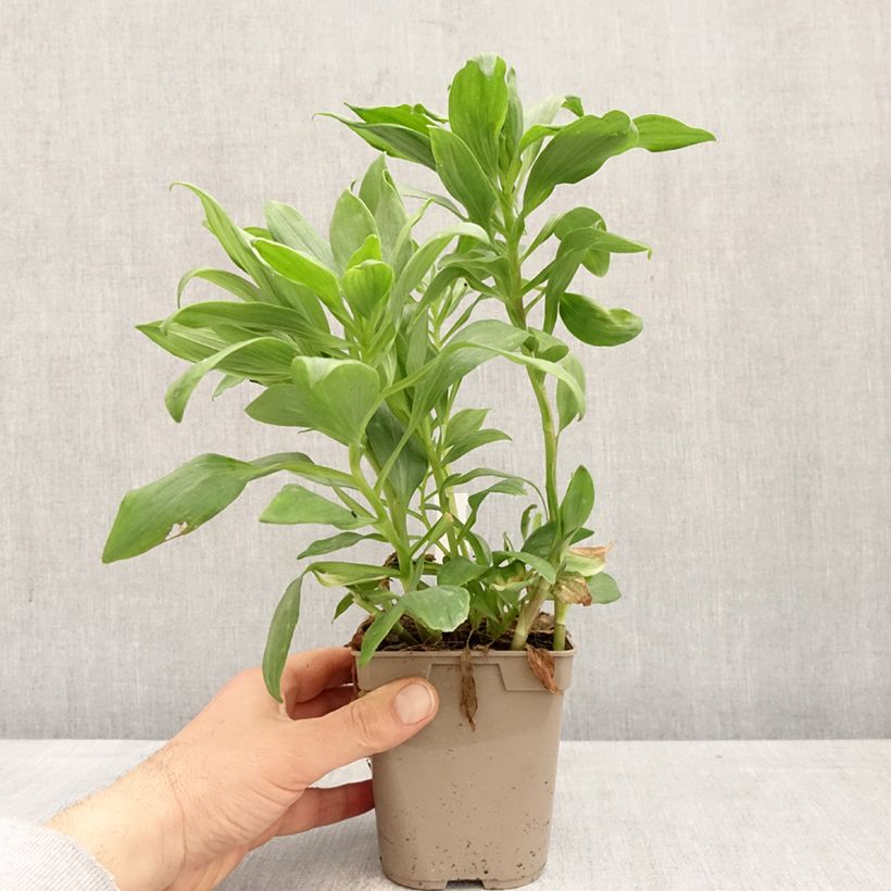 Amostra de Alstroeméria Duc d'Anjou Pierre Vaso de 1 L/1,5 L tal como entregue na primavera