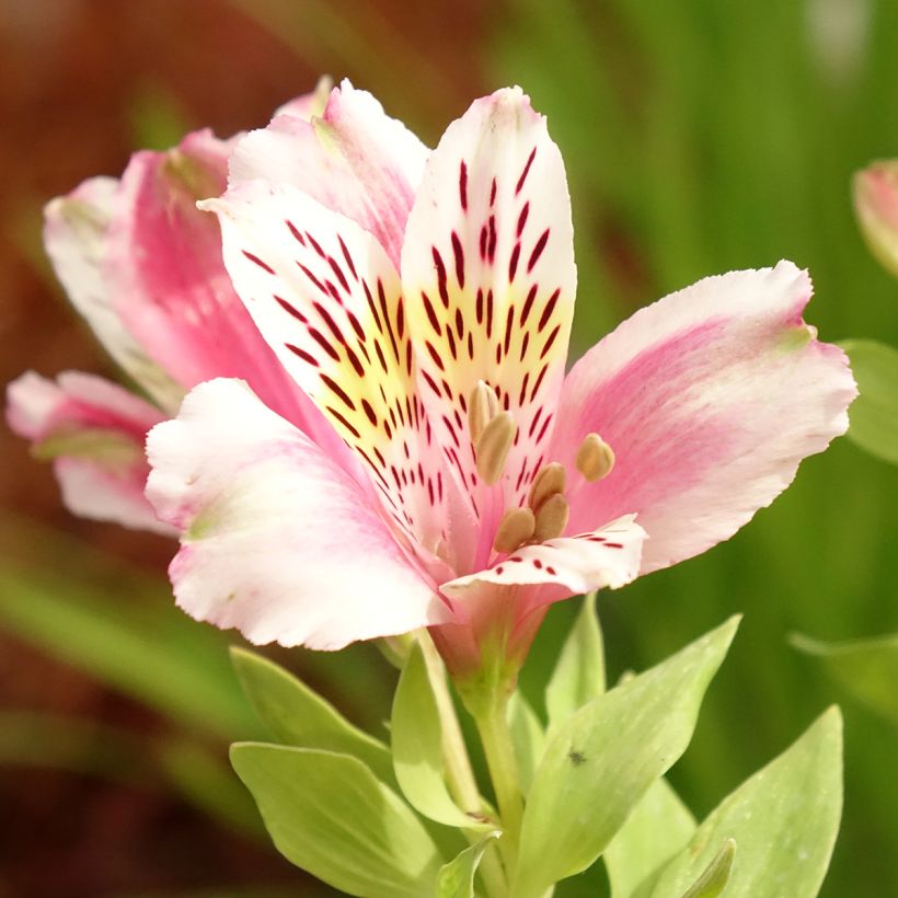 Alstroeméria Duc d'Anjou William (Floração)