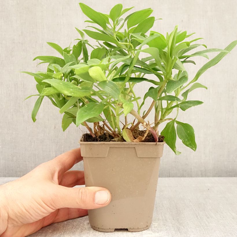 Amostra de Alstroeméria Duc d'Anjou William Vaso de 1 L/1,5 L tal como entregue na primavera