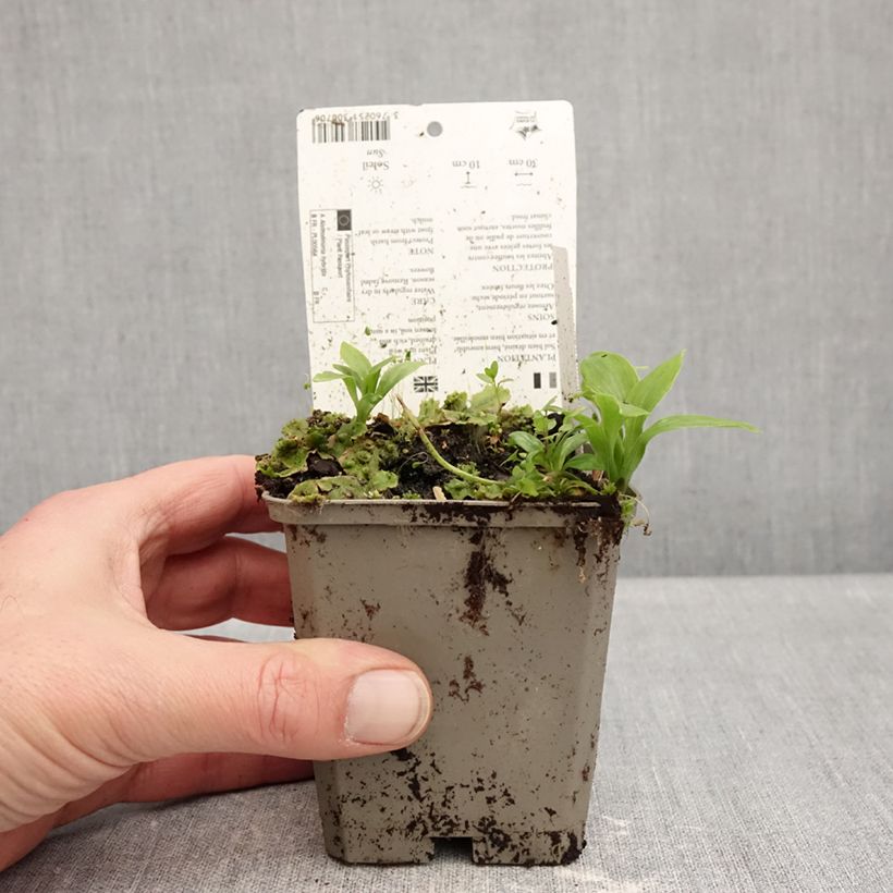 Amostra de Alstroémère Duchesses Anne - Lys des Incas Vaso de 8/9 cm tal como entregue no inverno