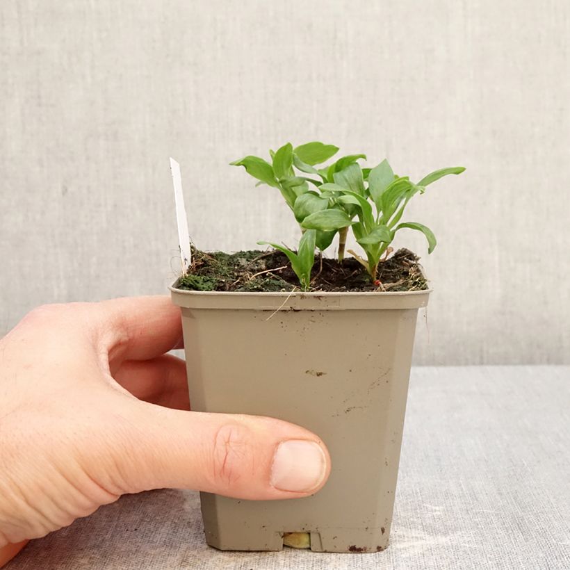 Amostra de Alstroeméria Duchesses Anne Vaso de 8/9 cm tal como entregue na primavera