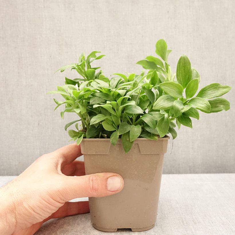 Amostra de Alstroeméria Duchesses Anne Vaso de 1 L/1,5 L tal como entregue na primavera