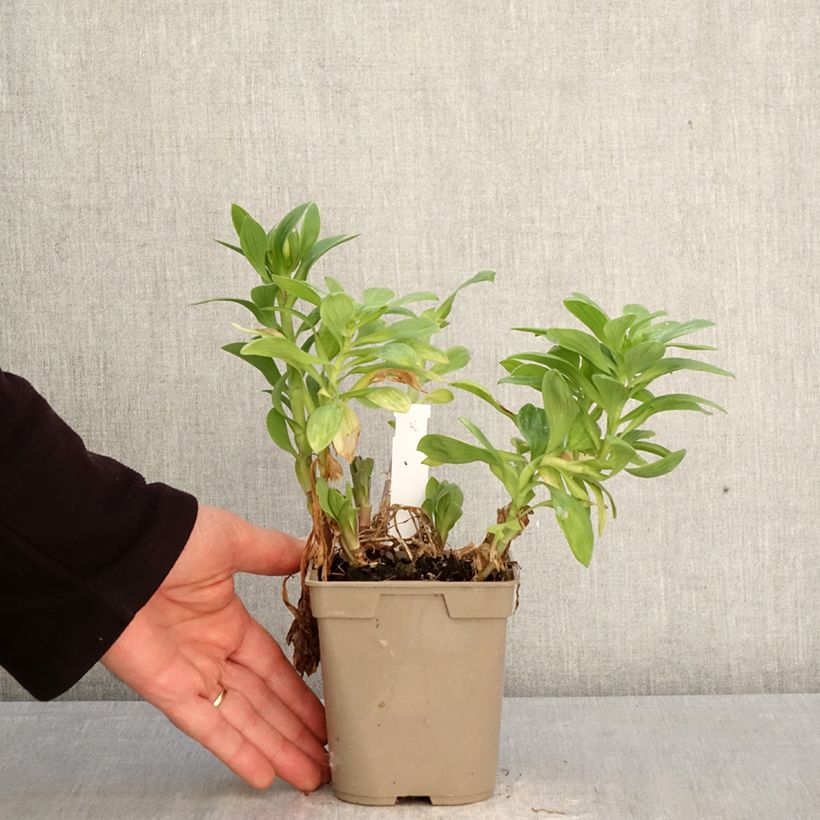 Amostra de Alstroeméria Duchesses Béatrice Vaso de 1 L/1,5 L tal como entregue na primavera
