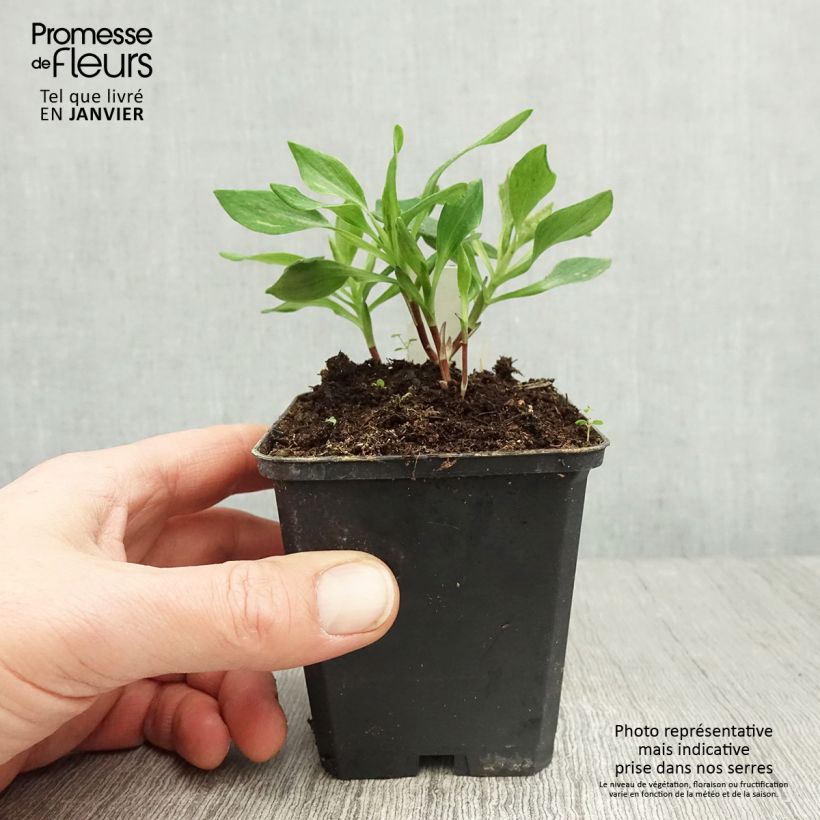 Amostra de Alstroémère Duchesses Diane - Lys des Incas Godet de 8/9 cm tal como entregue no inverno