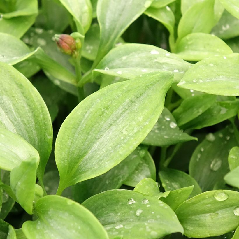 Alstroeméria Duchesse Elisabeth (Folhagem)