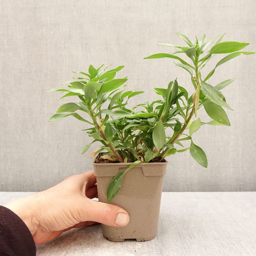 Amostra de Alstroeméria Duchesses Marguerite Vaso de 1 L/1,5 L tal como entregue na primavera