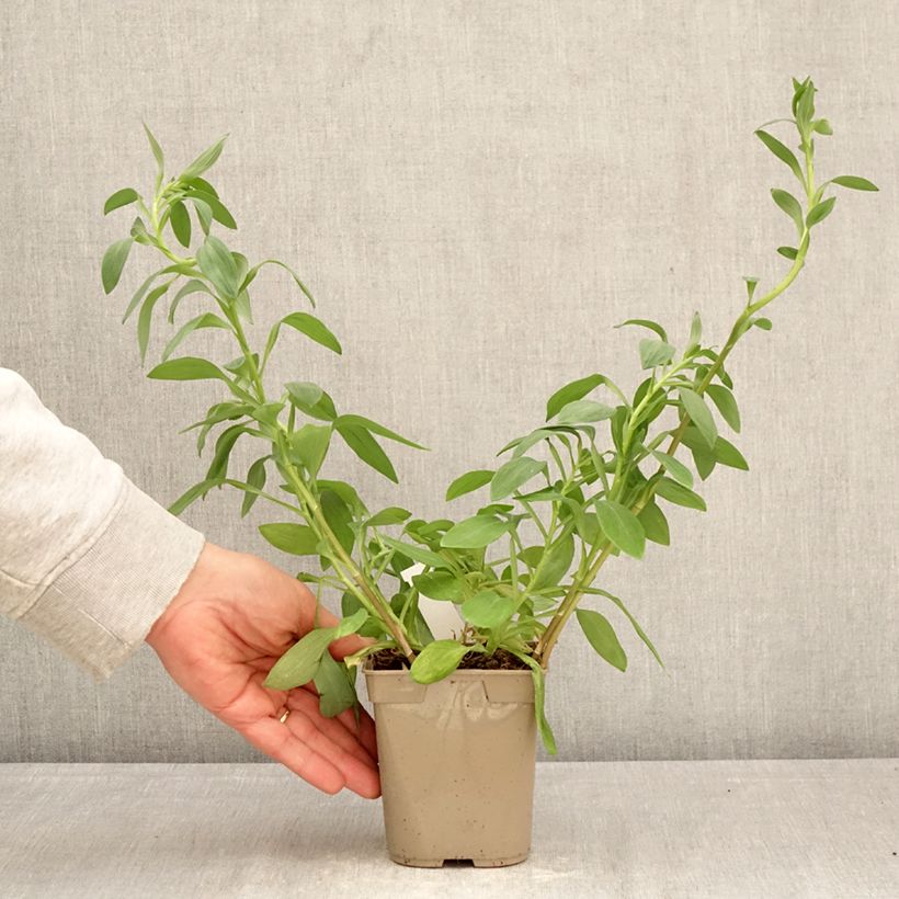 Amostra de Alstroeméria Majestic Layon Vaso de 1 L/1,5 L tal como entregue na primavera