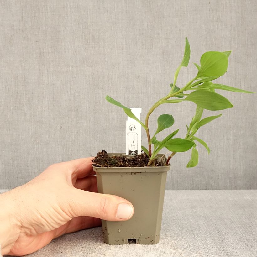 Amostra de Alstroeméria Majestic Liré Vaso de 8/9 cm tal como entregue no inverno