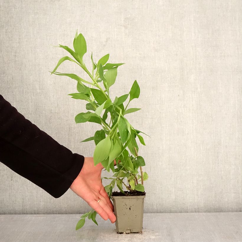 Amostra de Alstroeméria Majestic Liré Vaso de 8/9 cm tal como entregue na primavera