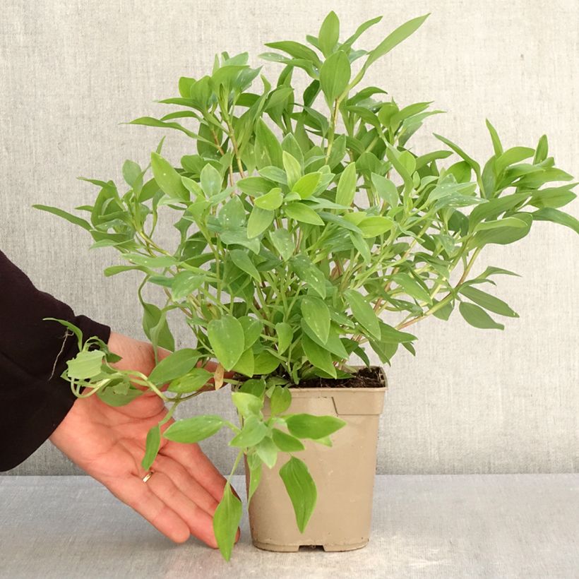 Amostra de Alstroeméria Majestic Liré Vaso de 1 L/1,5 L tal como entregue na primavera