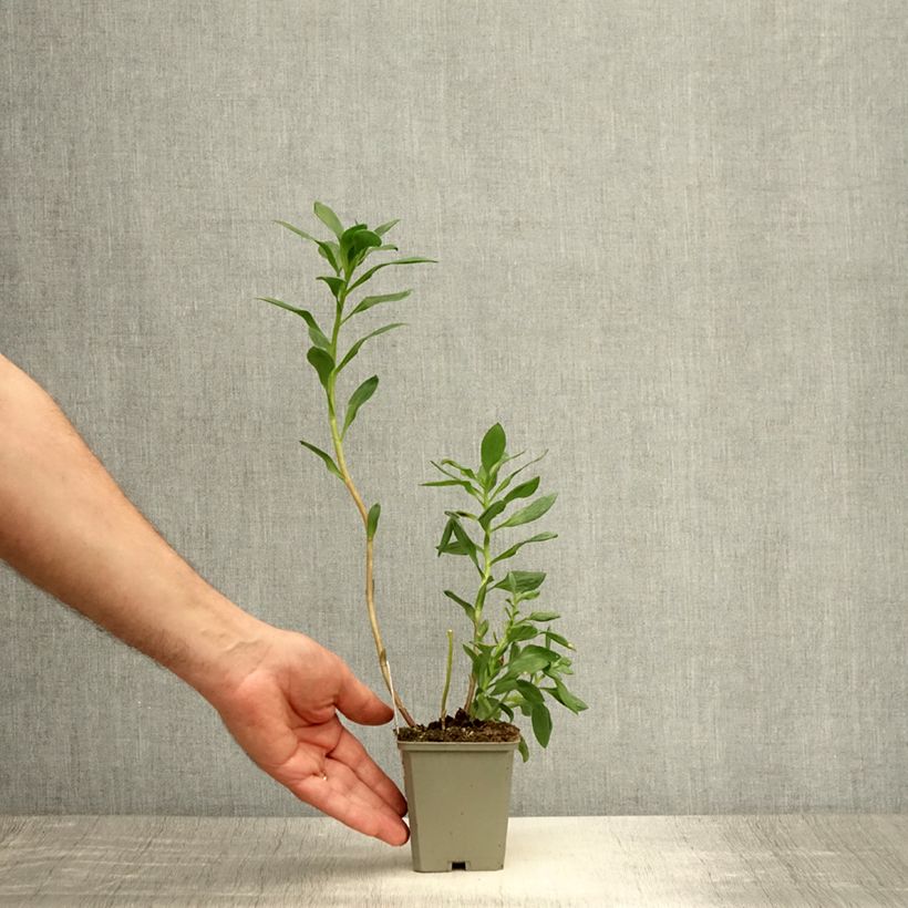 Amostra de Alstroémère haute Majestic Marcé - Lys des Incas Godet de 8/9 cm tal como entregue no verão