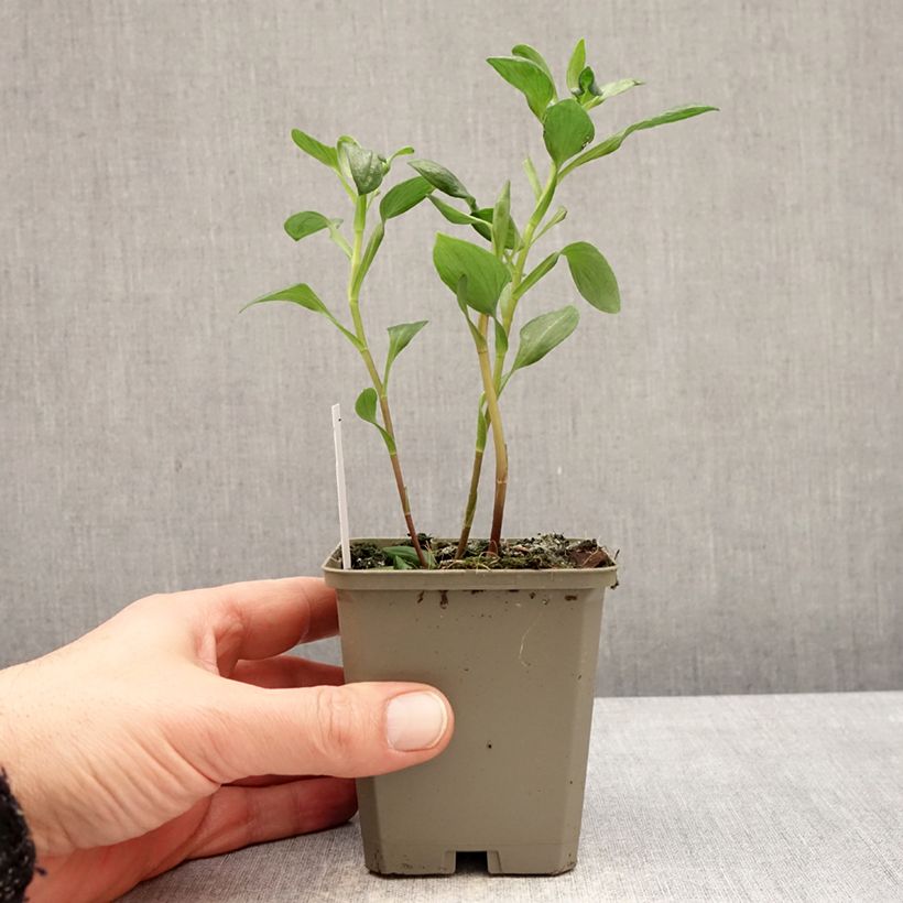 Amostra de Alstroeméria Majestic Marcé Vaso de 8/9 cm tal como entregue no inverno