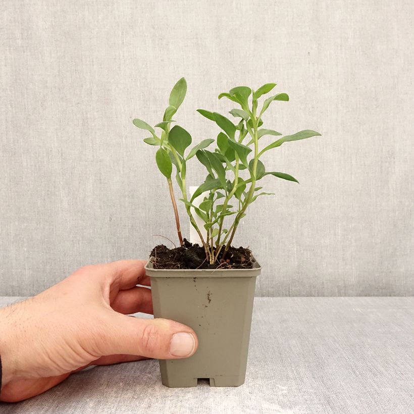 Amostra de Alstroeméria Majestic Marcé Vaso de 8/9 cm tal como entregue na primavera