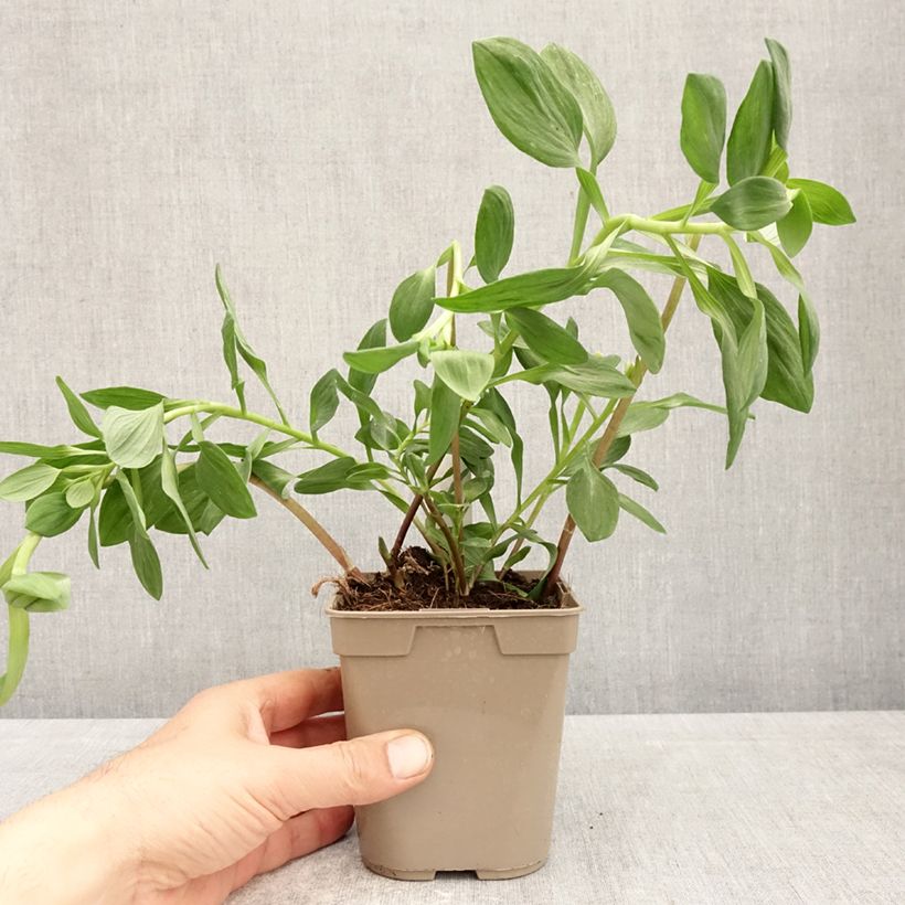 Amostra de Alstroeméria Majestic Marcé Vaso de 1 L/1,5 L tal como entregue na primavera