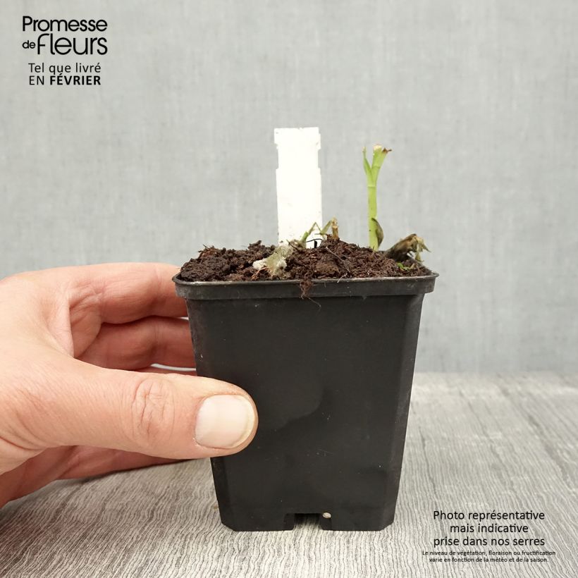 Amostra de Alstroémère haute Majestic Mazé - Lys des Incas Godet de 8/9 cm tal como entregue no inverno