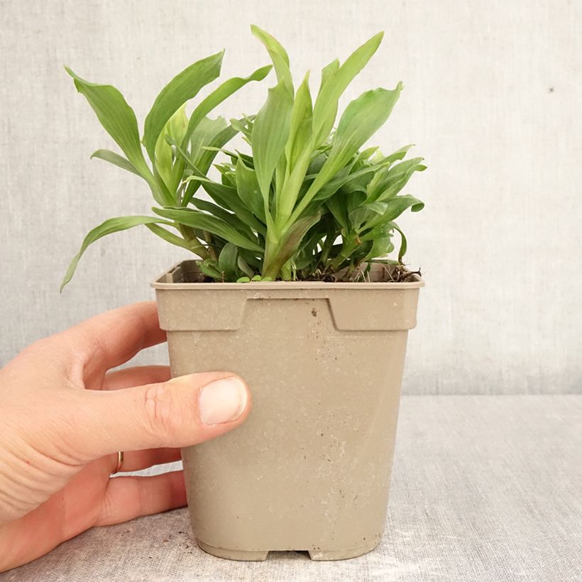 Amostra de Alstroeméria Majestic Mazé Vaso de 1 L/1,5 L tal como entregue na primavera