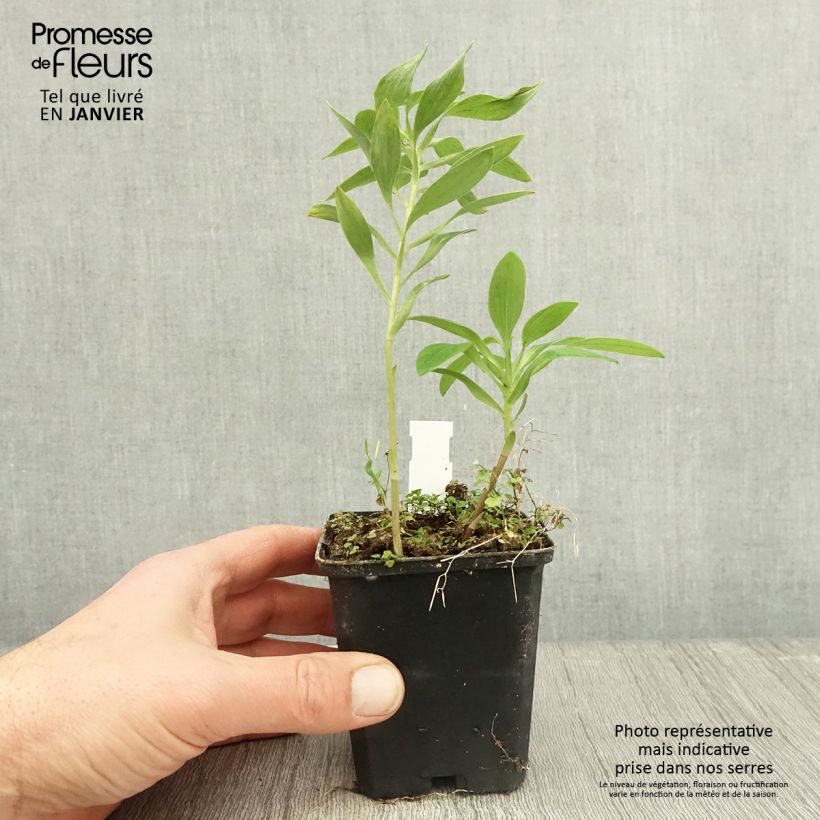 Amostra de Alstroémère haute Majestic Montsoreau - Lys des Incas Vaso de 8/9 cm tal como entregue no inverno