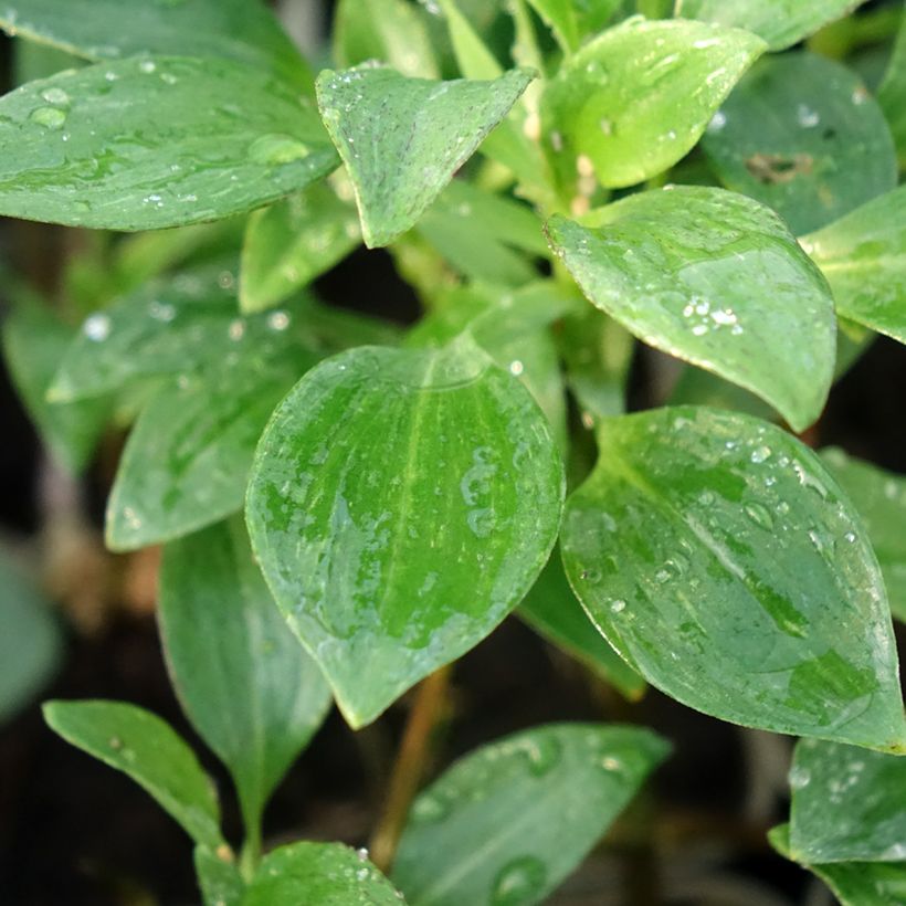 Alstroeméria Majestic Montsoreau (Folhagem)