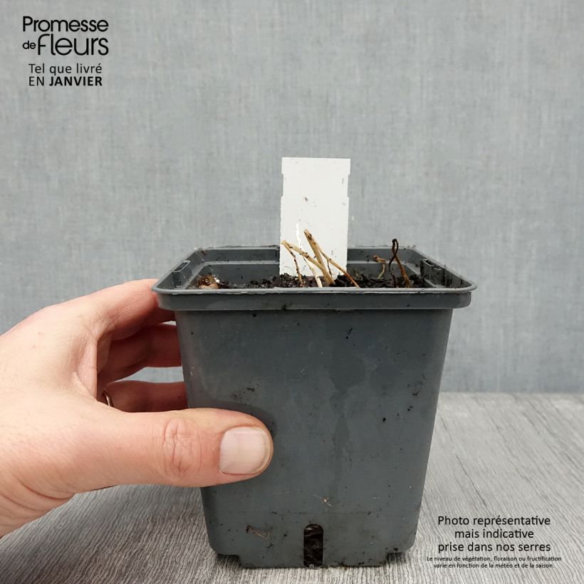 Amostra de Alstroémère haute Majestic Montsoreau - Lys des Incas Vaso de 1 L/1,5 L tal como entregue no inverno