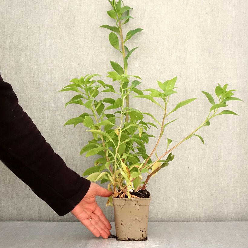 Amostra de Alstroeméria Majestic Tiercé Vaso de 1 L/1,5 L tal como entregue na primavera