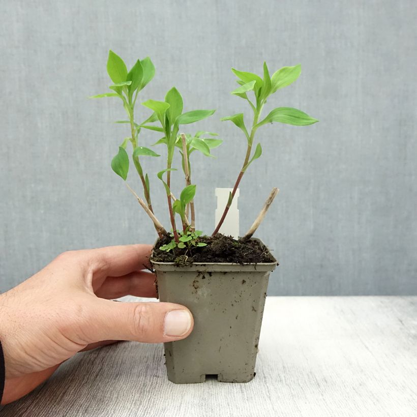 Amostra de Alstroeméria Majestic Aubance Vaso de 8/9 cm tal como entregue no outono