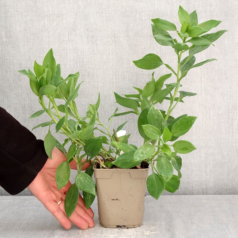 Amostra de Alstroeméria Majestic Aubance Vaso de 1 L/1,5 L tal como entregue na primavera