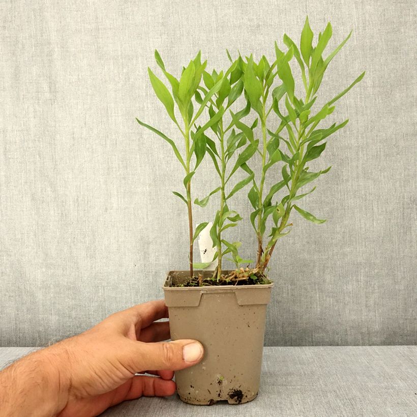 Amostra de Alstroeméria Majestic Avrillé Vaso de 1 L/1,5 L tal como entregue no verão