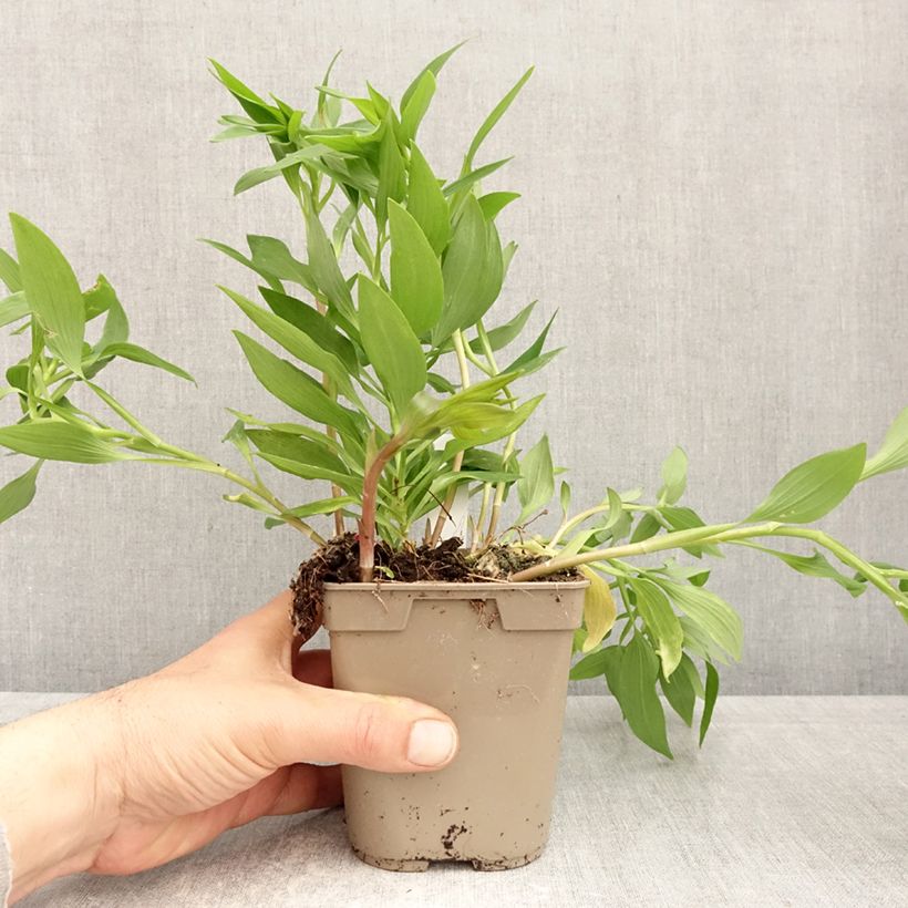 Amostra de Alstroeméria Majestic Avrillé Vaso de 1 L/1,5 L tal como entregue na primavera