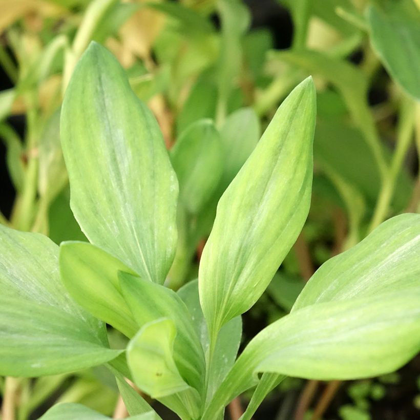 Alstroeméria Majestic Briançon (Folhagem)