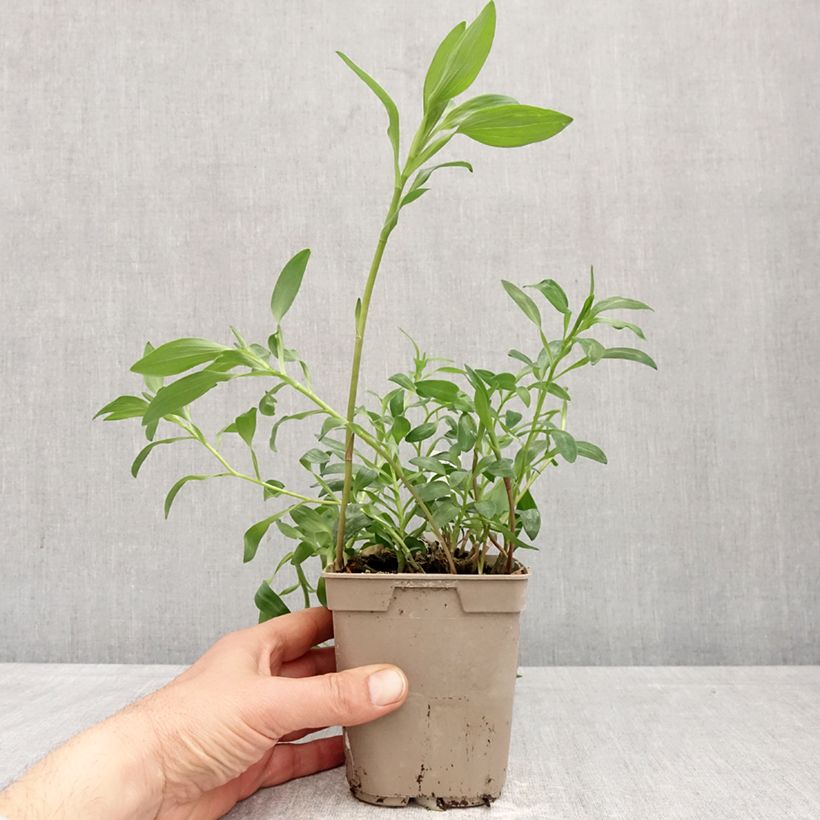 Amostra de Alstroeméria Majestic Brissac Vaso de 1 L/1,5 L tal como entregue na primavera