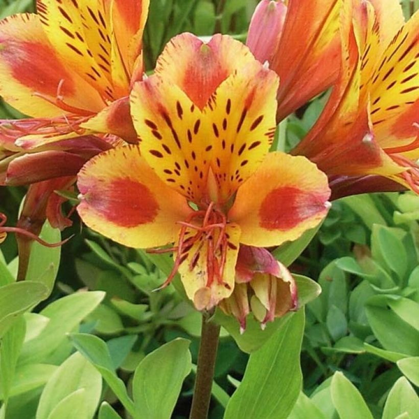 Alstroemeria Inca Exotica - Lírio-dos-incas (Floração)