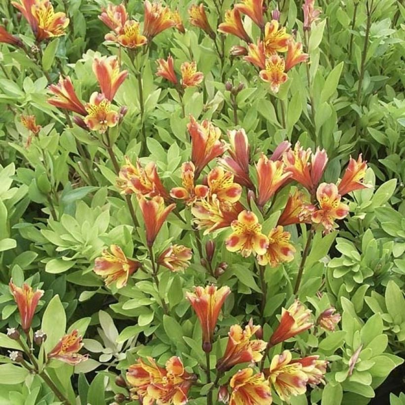 Alstroemeria Inca Exotica - Lírio-dos-incas (Hábito)