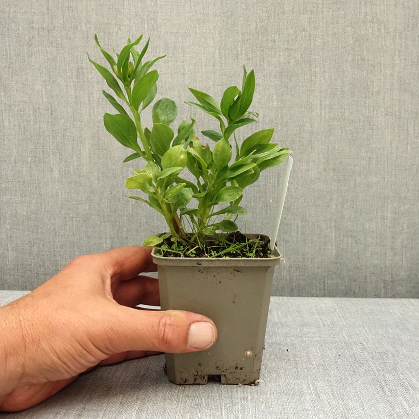Amostra de Alstroeméria Pitchounes Charlotte - Lírio-dos-incas Vaso de 8/9 cm tal como entregue na primavera