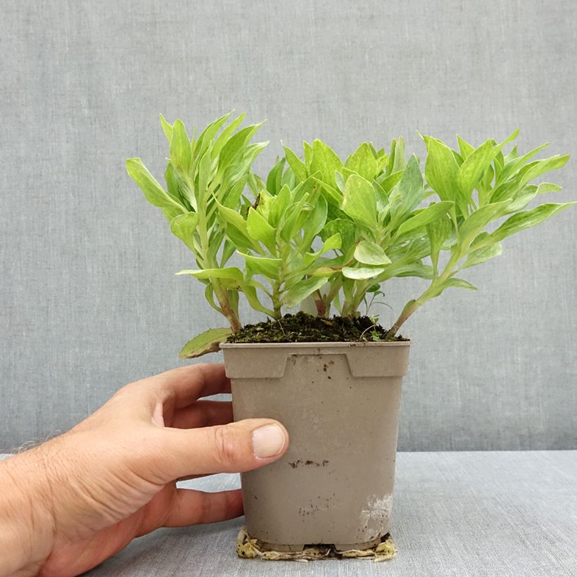 Amostra de Alstroeméria Pitchounes Charlotte - Lírio-dos-incas Vaso de 1 L/1,5 L tal como entregue no verão
