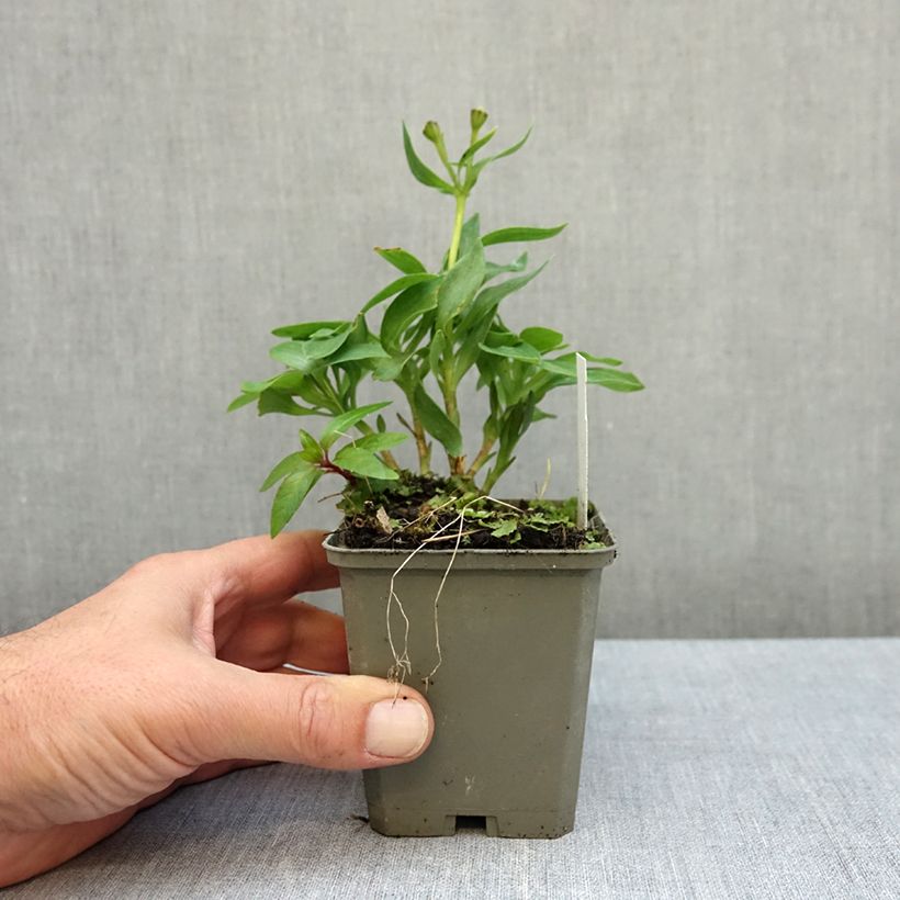 Amostra de Alstroeméria Pitchounes Chloé Vaso de 8/9 cm tal como entregue no outono