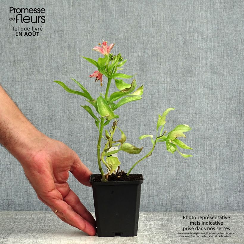 Amostra de Alstroeméria Pitchounes Chloé Vaso de 8/9 cm tal como entregue no verão