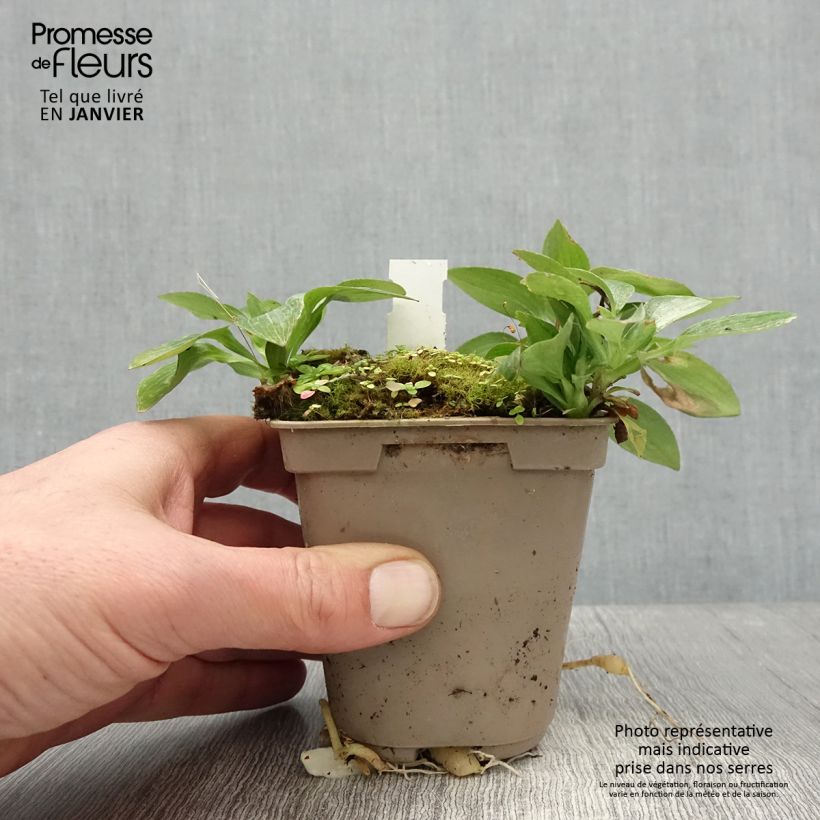 Amostra de Alstroemère naine Pitchounes Gaspard - Lys des Incas Godet de 8/9 cm tal como entregue no inverno