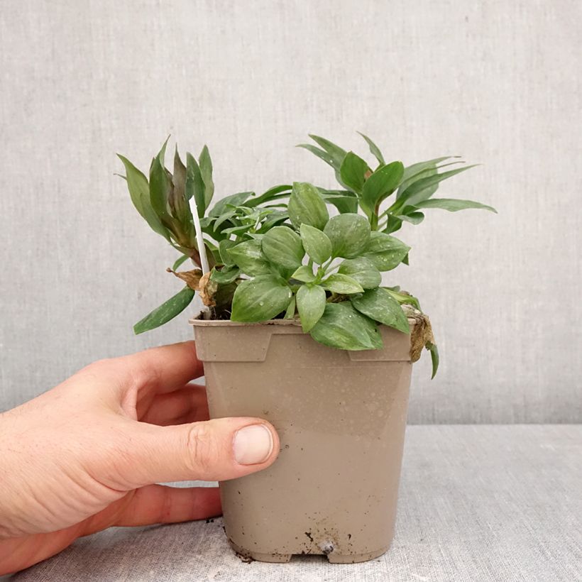 Amostra de Alstroeméria Pitchounes Gaspard Vaso de 1 L/1,5 L tal como entregue na primavera