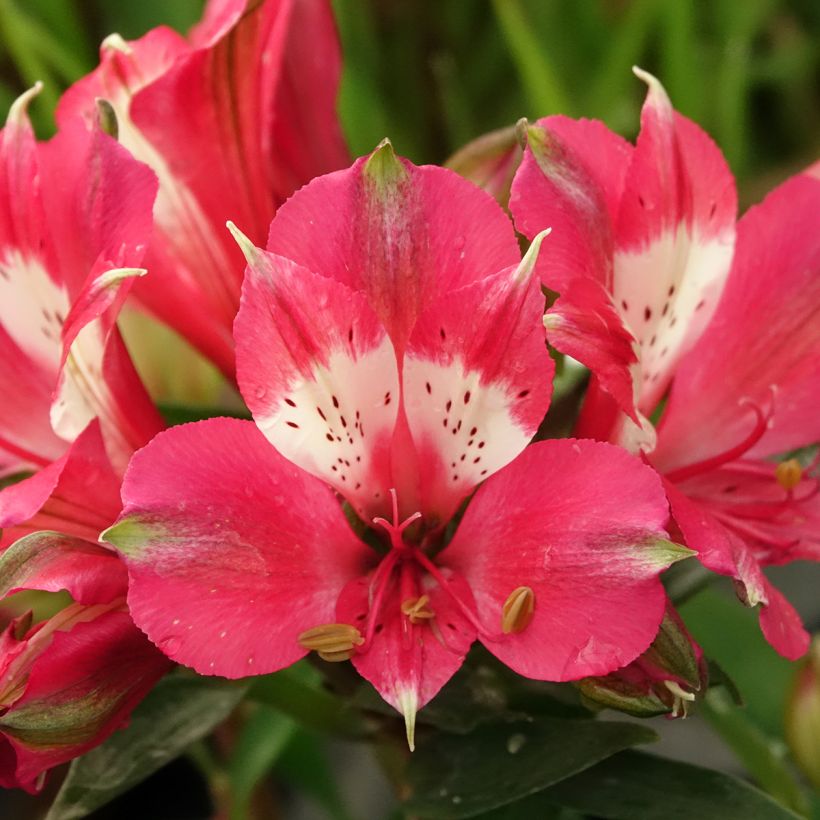 Alstroeméria Pitchounes Lily Rose - Lírio-dos-incas (Floração)