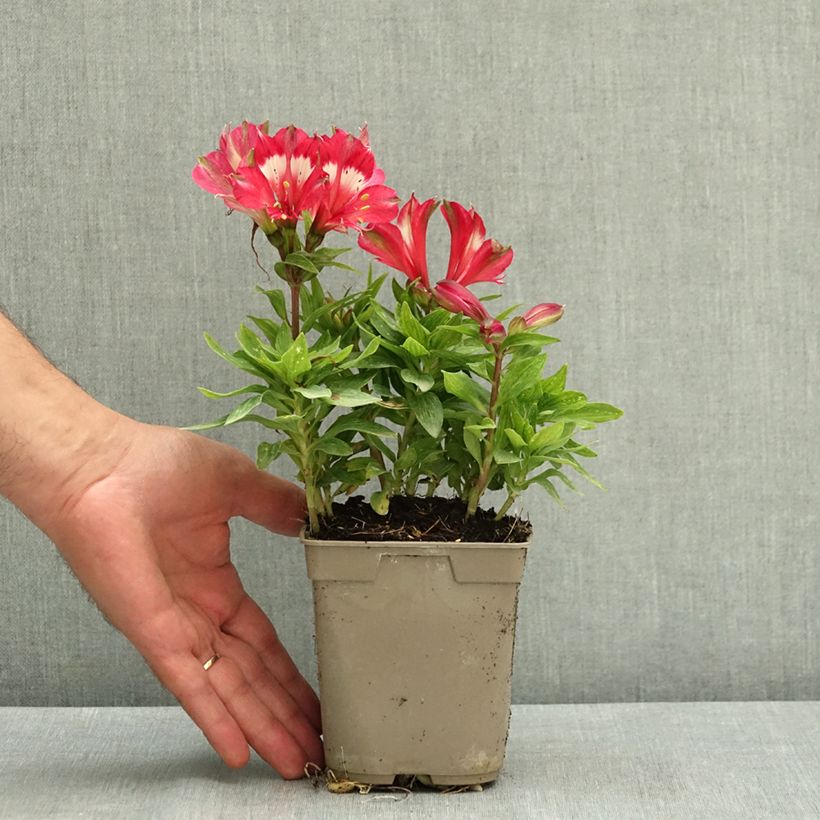 Amostra de Alstroemère naine Pitchounes Lily Rose - Lys des Incas Pot de 1L/1,5L tal como entregue no verão