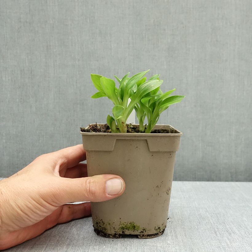 Amostra de Alstroeméria Pitchounes Lola Vaso de 1 L/1,5 L tal como entregue no outono