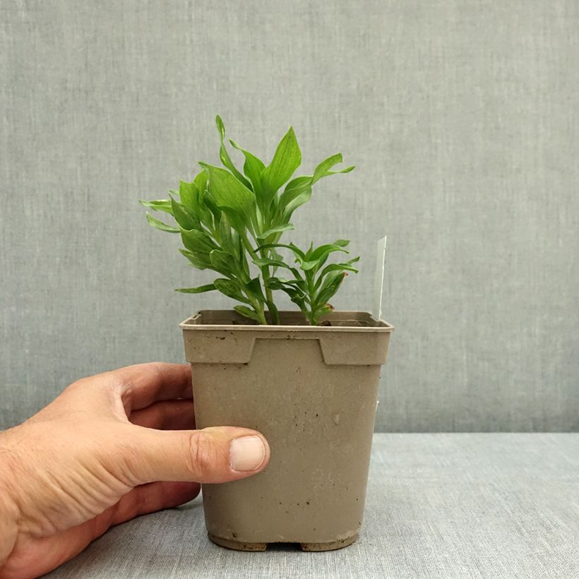 Amostra de Alstroeméria Pitchounes Lola Vaso de 1 L/1,5 L tal como entregue no verão