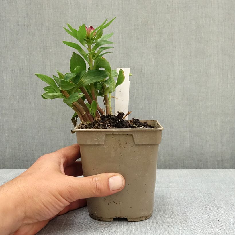 Amostra de Alstroeméria Pitchounes Lucas Vaso de 1 L/1,5 L tal como entregue na primavera