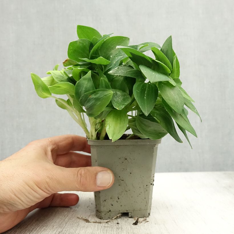 Amostra de Alstroeméria Pitchounes Noah Vaso de 8/9 cm tal como entregue no outono