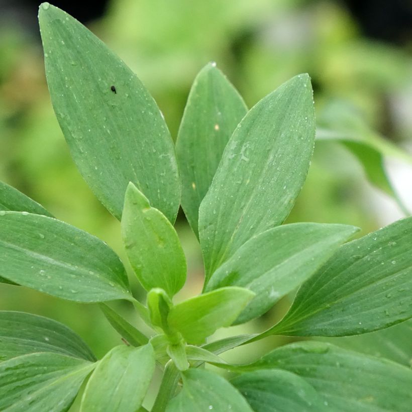Alstroeméria Pitchounes Noah (Folhagem)