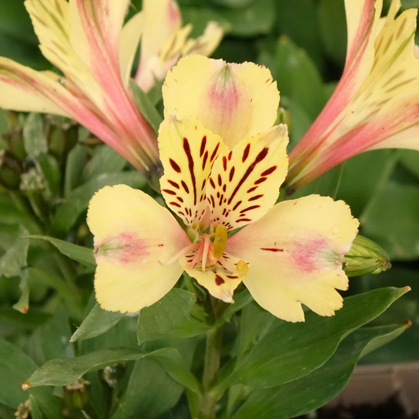 Alstroeméria Pitchounes Noah (Floração)