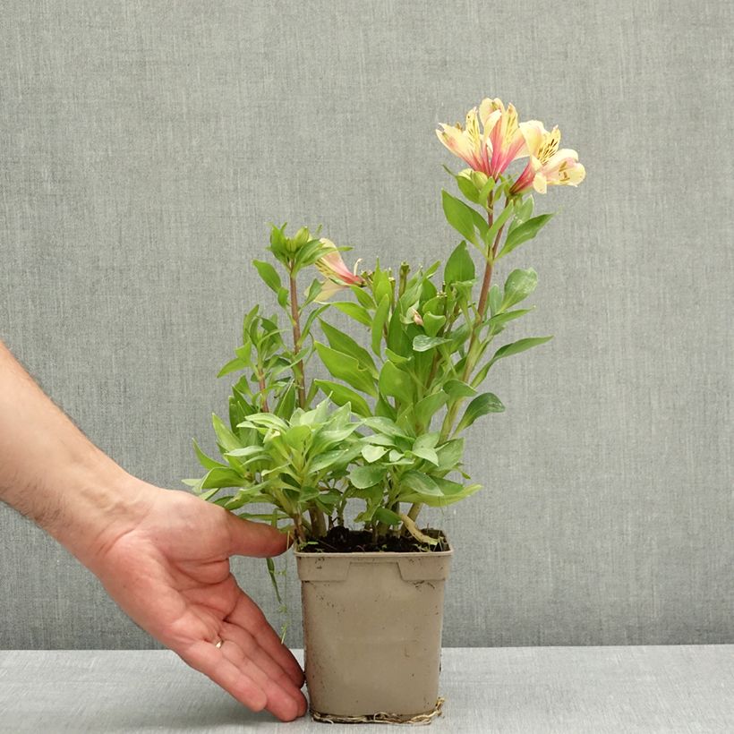 Amostra de Alstroeméria Pitchounes Noah Vaso de 1 L/1,5 L tal como entregue na primavera