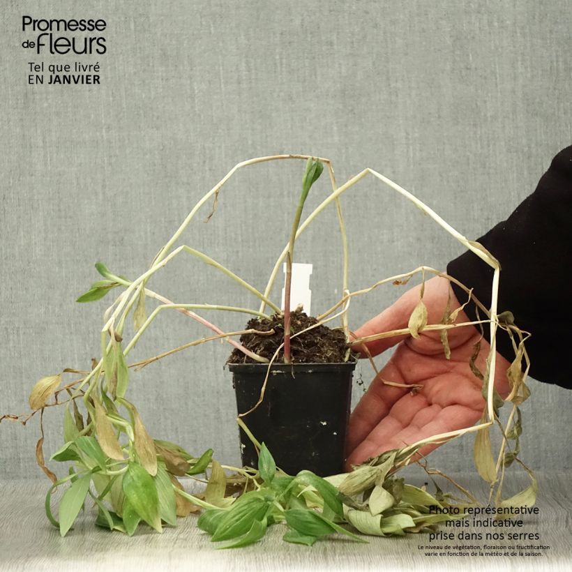 Amostra de Alstroemère naine Pitchounes Océane - Lys des Incas Godet de 8/9 cm tal como entregue no inverno