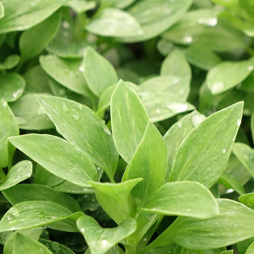Alstroeméria Pitchounes Océane (Folhagem)